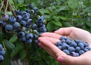 المغرب يوسع صادراته من التوت الأزرق إلى دول جنوب شرق آسيا