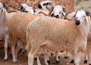 خبير اقتصادي يوضح لـكشـ24 أسباب وتأثيرات قرار إلغاء شعيرة الذبح في عيد الأضحى