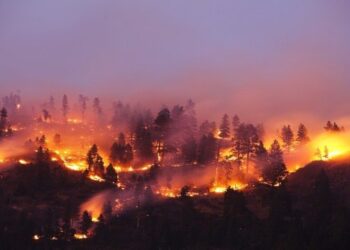 حرائق غابات في اليابان هي الأسوأ منذ عقود