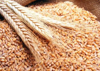 المغرب يمدد دعم واردات القمح اللين حتى نهاية 2025