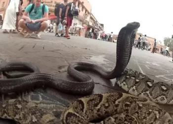 إيقاف نشاط مروض أفاعي بجامع الفنا وحجز معداته وكشـ24 تكشف التفاصيل