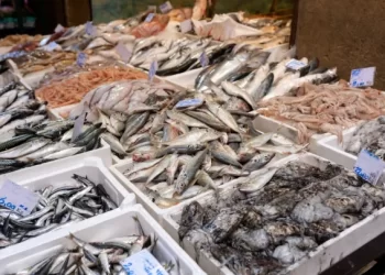 الأسماك تواصل إثارة الجدل في المغرب