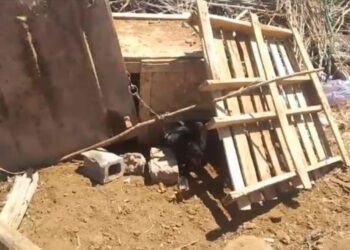 كلب مسعور يهاجم طفلًا صغيرا ويرعب ساكنة بمراكش + صور