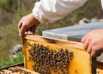 خسائر “مربي النحل” بسبب مبيدات خطيرة تصل إلى البرلمان