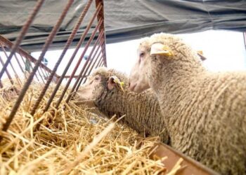 إطلاق مبادرة لتشكيل لجنة نيابية لتقصي الحقائق حول دعم استيراد المواشي