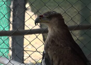 مهدد بالانقراض.. المغرب يعالج طائرا إسبانيا نادرا ويخطط لإكثاره