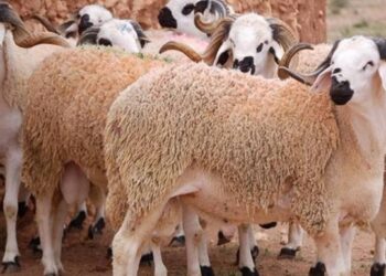مهني ينتقد عبر كشـ24 عملية حجز 106 رأسا من الغنم بمراكش