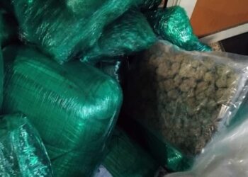 اعتقال كنديين واحباط محاولة ادخالهما لكمية مهمة من الماريخوانا للمغرب