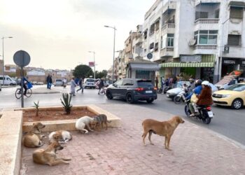 هل تحتمي الحكومة وراء شماعة “الحملات الخارجية” في ملف الكلاب الضالة؟