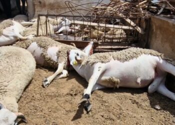 تسمم يتسبب في نفوق قطيع من الأغنام بدار بوعزة البيضاء