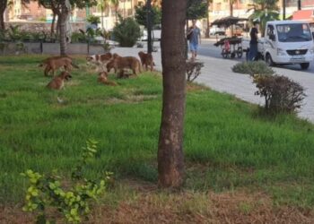 الكلاب الضالة تغزو شارع علال الفاسي وسط تجاهل الجهات المعنية