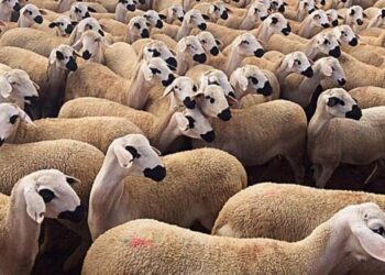 وزارة الفلاحة تسمح بذبح إناث الأغنام والماعز بشرط