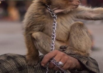 هجوم قرد على سائحة يستنفر السلطات بجامع الفنا