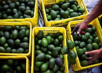 تحذير من شبكات “الشناقة” المتحكمة في أسعار “لافوكا” بالمغرب