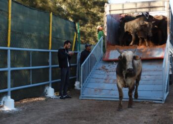 مشروع قانون المالية 2026 يضاعف حصة الأبقار المستوردة المعفاة من الرسوم