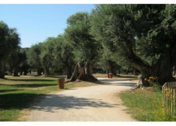 مشروع الغابة الحضرية بمراكش يدخل مرحلة جديدة