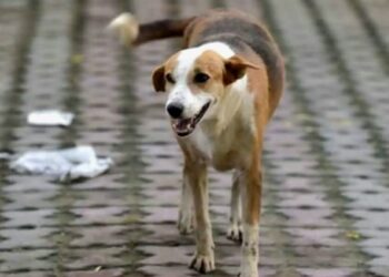 عضة كلب ضال ترسل طفلًا إلى المستشفى بأكادير