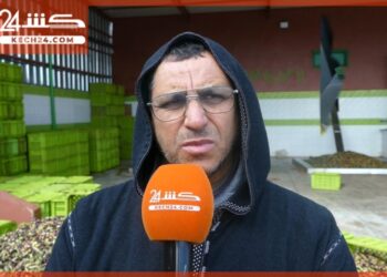 جودة ممتازة وانخفاض في الاسعار.. كشـ24 ترصد مستجات موسم الزيتون