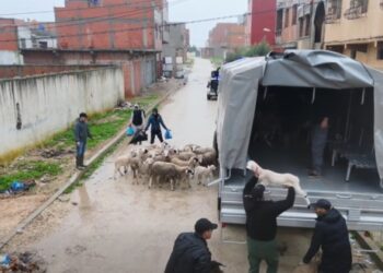 بالڤيديو.. الدرك الملكي يتدخل لإجلاء المواشي وحمايتها من الفيضانات