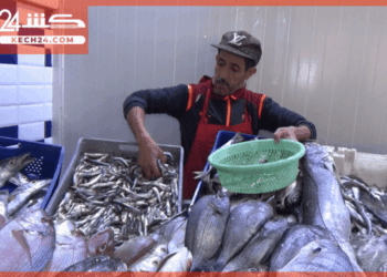 بالڤيديو: كشـ24 ترصد تراجعا نسبيا في اسعار السمك بمراكش بعد ارتفاعه في بداية رمضان