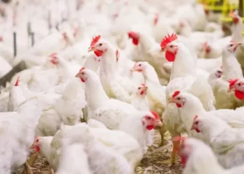 طفرة في إنتاج الدواجن تعزز موقع المغرب قاريا