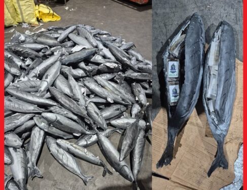 مراقبة حدودية تحبط محاولة تهريب شحنة مخدرات داخل تجاويف مجسمات سمك مبرد بميناء طنجة
