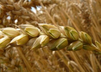 المغرب يتوقع محصول حبوب قياسي يبلغ 90 مليون قنطار