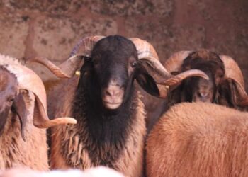 اتفاقية بمكناس لتعزيز إنتاج اللحوم الحمراء ودعم القطيع الوطني