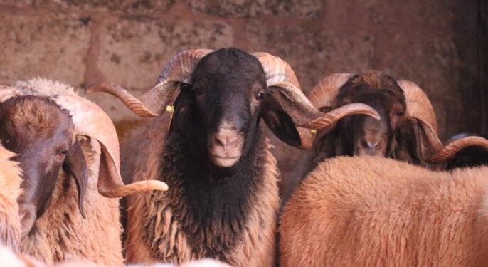 اتفاقية بمكناس لتعزيز إنتاج اللحوم الحمراء ودعم القطيع الوطني