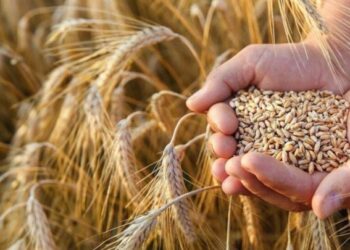 تحت ضغط الوقود والحروب.. المائدة العالمية تواجه قفزة سعرية هي الأعلى في 3 سنوات