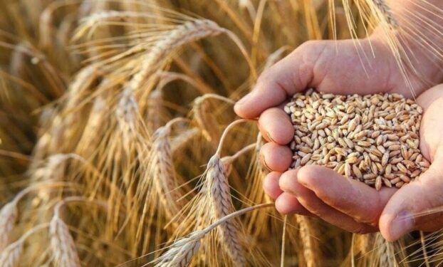 تحت ضغط الوقود والحروب.. المائدة العالمية تواجه قفزة سعرية هي الأعلى في 3 سنوات