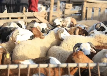 أسواق مؤقتة لدعم عرض أضاحي العيد عبر المملكة