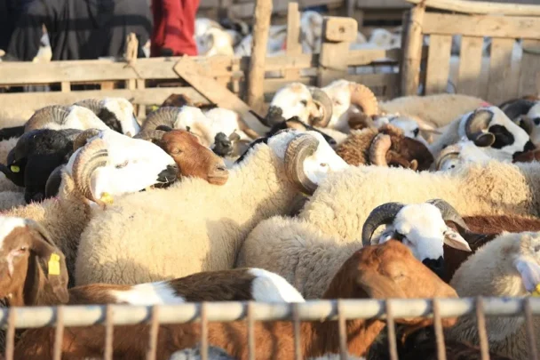 أسواق مؤقتة لدعم عرض أضاحي العيد عبر المملكة