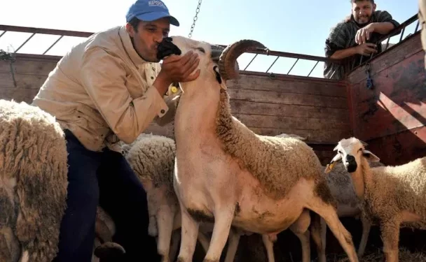وزارة الفلاحة: أضاحي العيد تبلغ أزيد من 8 ملايين رأس
