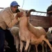 وزارة الفلاحة: أضاحي العيد تبلغ أزيد من 8 ملايين رأس