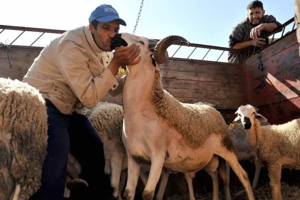 وزارة الفلاحة: أضاحي العيد تبلغ أزيد من 8 ملايين رأس