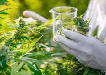 عرض أكثر من 140 منتوج مشتق من القنب الهندي في نقاط بيع مرخصة