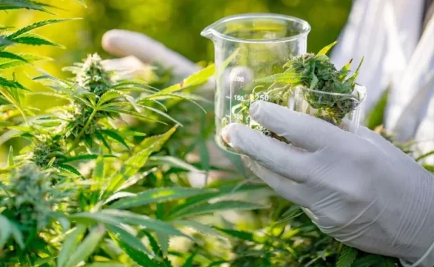 عرض أكثر من 140 منتوج مشتق من القنب الهندي في نقاط بيع مرخصة