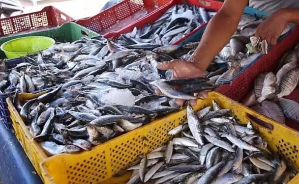 أسعار السردين تستقر بين 6 و8 دراهم وسط وفرة العرض بالأسواق