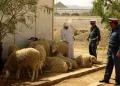 خطة أمنية محكمة تنهي نشاط “فراقشي” بإفران