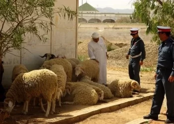 خطة أمنية محكمة تنهي نشاط “فراقشي” بإفران