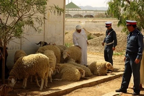 خطة أمنية محكمة تنهي نشاط “فراقشي” بإفران